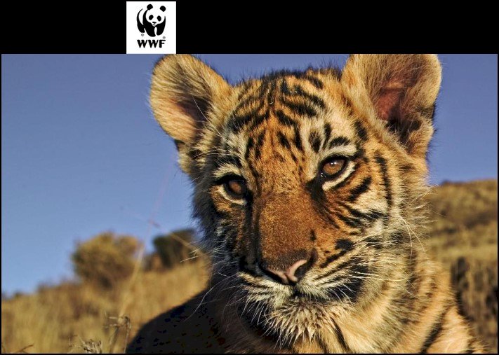 Firma la petizione per salvare le tigri dall’estinzione